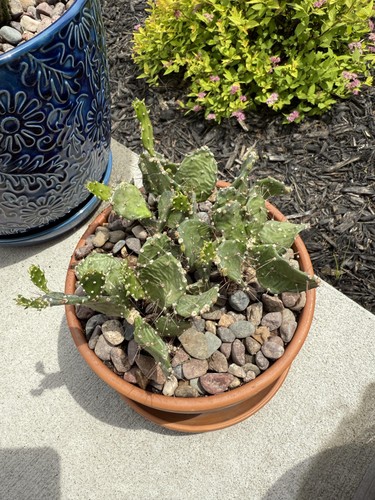 cactusNSFW