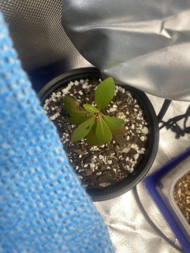 NZethnobotany