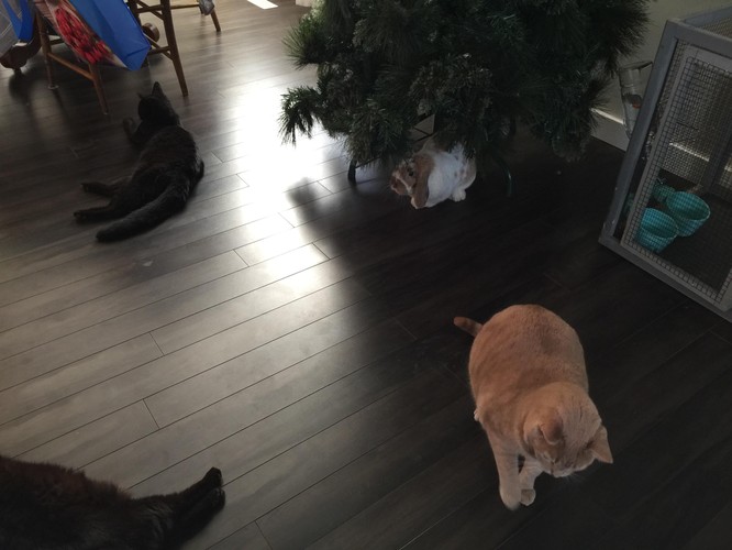 shareyourkittypics
